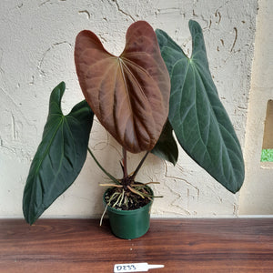 #D233 Large Anthurium Papillilaminum x