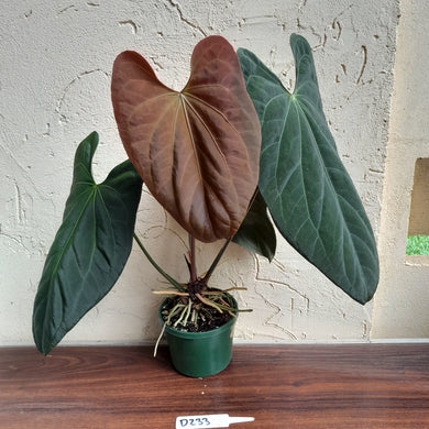 #D233 Large Anthurium Papillilaminum x