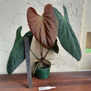 #D233 Large Anthurium Papillilaminum x