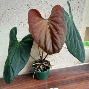 #D233 Large Anthurium Papillilaminum x