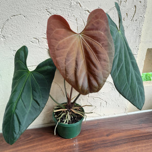 #D233 Large Anthurium Papillilaminum x