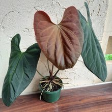 Load image into Gallery viewer, #D233 Large Anthurium Papillilaminum x