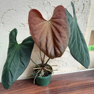 #D233 Large Anthurium Papillilaminum x