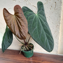 Load image into Gallery viewer, #D233 Large Anthurium Papillilaminum x