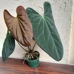 #D233 Large Anthurium Papillilaminum x