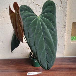 #D233 Large Anthurium Papillilaminum x