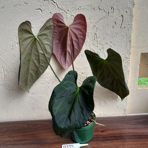 #D233 Large Anthurium Papillilaminum x