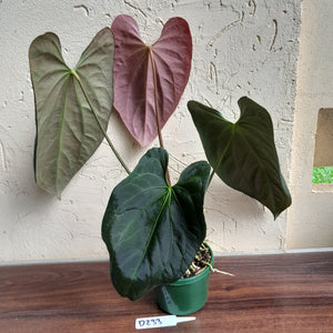 #D233 Large Anthurium Papillilaminum x