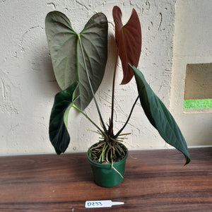 #D233 Large Anthurium Papillilaminum x