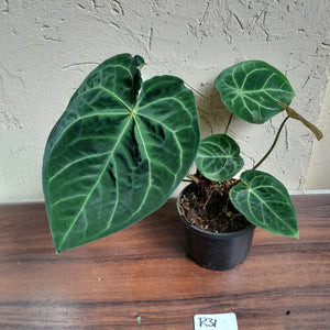 #R31 Anthurium Forgetii x - With Pup