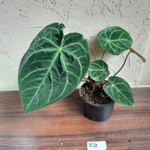 Load image into Gallery viewer, #R31 Anthurium Forgetii x - With Pup