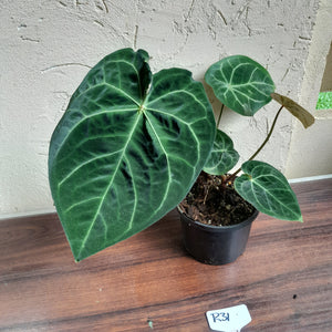 #R31 Anthurium Forgetii x - With Pup