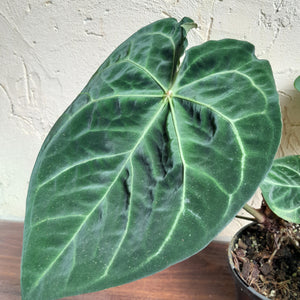 #R31 Anthurium Forgetii x - With Pup