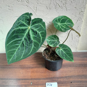 #R31 Anthurium Forgetii x - With Pup