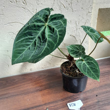 Load image into Gallery viewer, #R31 Anthurium Forgetii x - With Pup