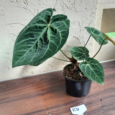 #R31 Anthurium Forgetii x - With Pup