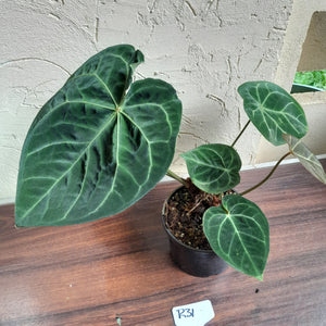 #R31 Anthurium Forgetii x - With Pup