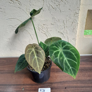 #R31 Anthurium Forgetii x - With Pup