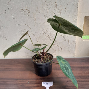 #R31 Anthurium Forgetii x - With Pup