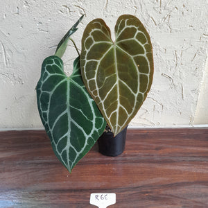 #R68 Anthurium Augustus x