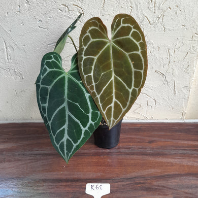 #R68 Anthurium Augustus x