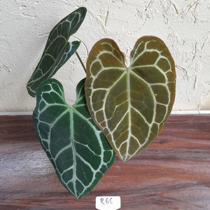 #R68 Anthurium Augustus x