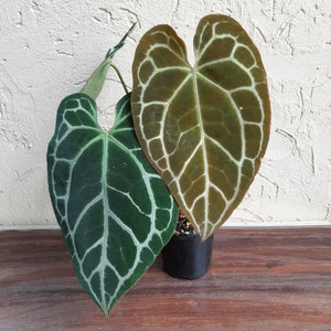 #R68 Anthurium Augustus x