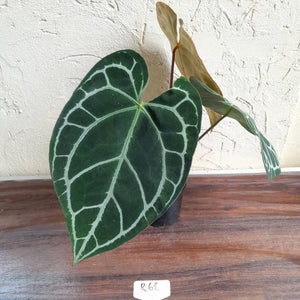 #R68 Anthurium Augustus x