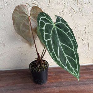 #R68 Anthurium Augustus x