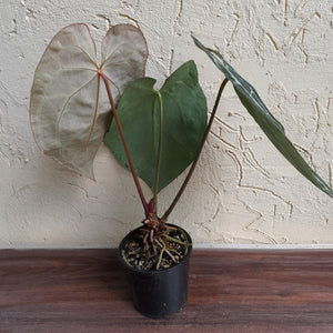 #R68 Anthurium Augustus x