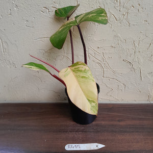 #R485 Philodendron Strawberry Shake