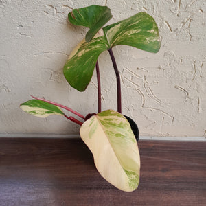 #R485 Philodendron Strawberry Shake