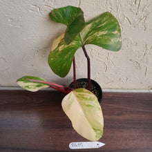 Load image into Gallery viewer, #R485 Philodendron Strawberry Shake