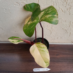 #R485 Philodendron Strawberry Shake