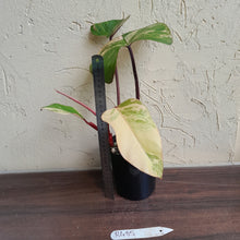 Load image into Gallery viewer, #R485 Philodendron Strawberry Shake