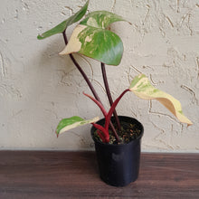 Load image into Gallery viewer, #R485 Philodendron Strawberry Shake