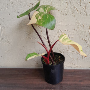 #R485 Philodendron Strawberry Shake