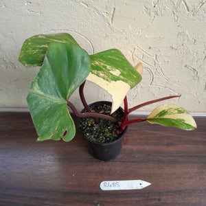 #R485 Philodendron Strawberry Shake