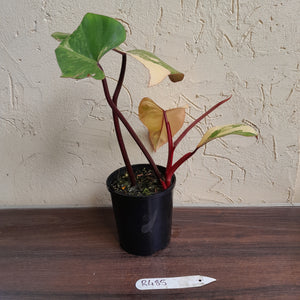 #R485 Philodendron Strawberry Shake