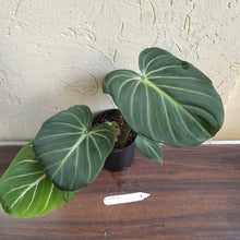 Load image into Gallery viewer, #D557 Philodendron Gloriosum