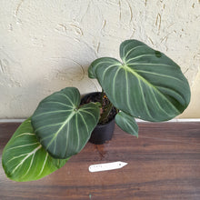 Load image into Gallery viewer, #D557 Philodendron Gloriosum