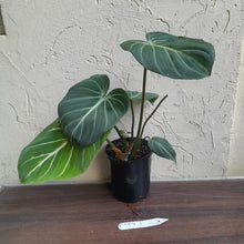 Load image into Gallery viewer, #D557 Philodendron Gloriosum