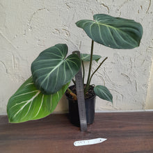 Load image into Gallery viewer, #D557 Philodendron Gloriosum