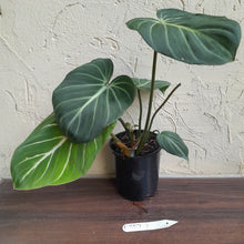 Load image into Gallery viewer, #D557 Philodendron Gloriosum