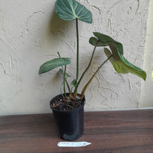 Load image into Gallery viewer, #D557 Philodendron Gloriosum