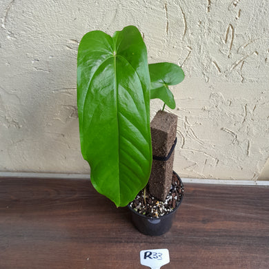 #R33 Anthurium Bullatus/Pandurilaminum