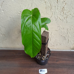 #R33 Anthurium Bullatus/Pandurilaminum