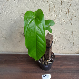 #R33 Anthurium Bullatus/Pandurilaminum