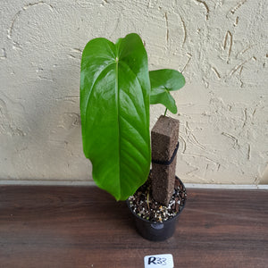 #R33 Anthurium Bullatus/Pandurilaminum