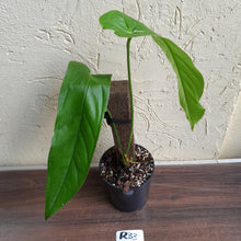 Load image into Gallery viewer, #R33 Anthurium Bullatus/Pandurilaminum